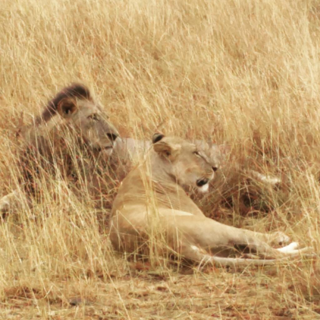 KyleVenktess's tweet photo. Game drive through #NairobiNationalPark #Nairobi #Kenya #GoogleInNairobi https://t.co/DT2qXIW4Co