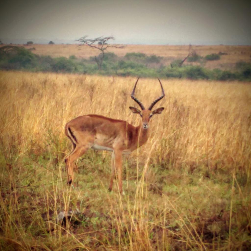 KyleVenktess's tweet photo. Game drive through #NairobiNationalPark #Nairobi #Kenya #GoogleInNairobi https://t.co/DT2qXIW4Co