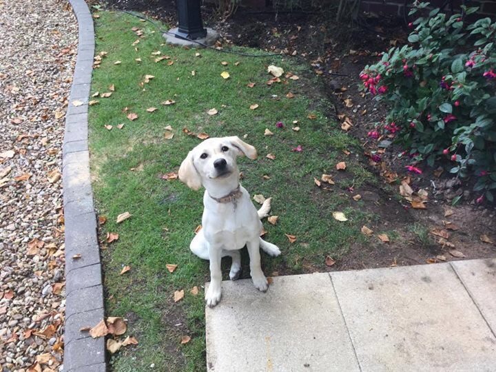 TheDogCottageCo's tweet photo. Beautiful new #dogcottage installed for Ruby the #Labrador in Staffordshire https://t.co/qeDrY8FTek