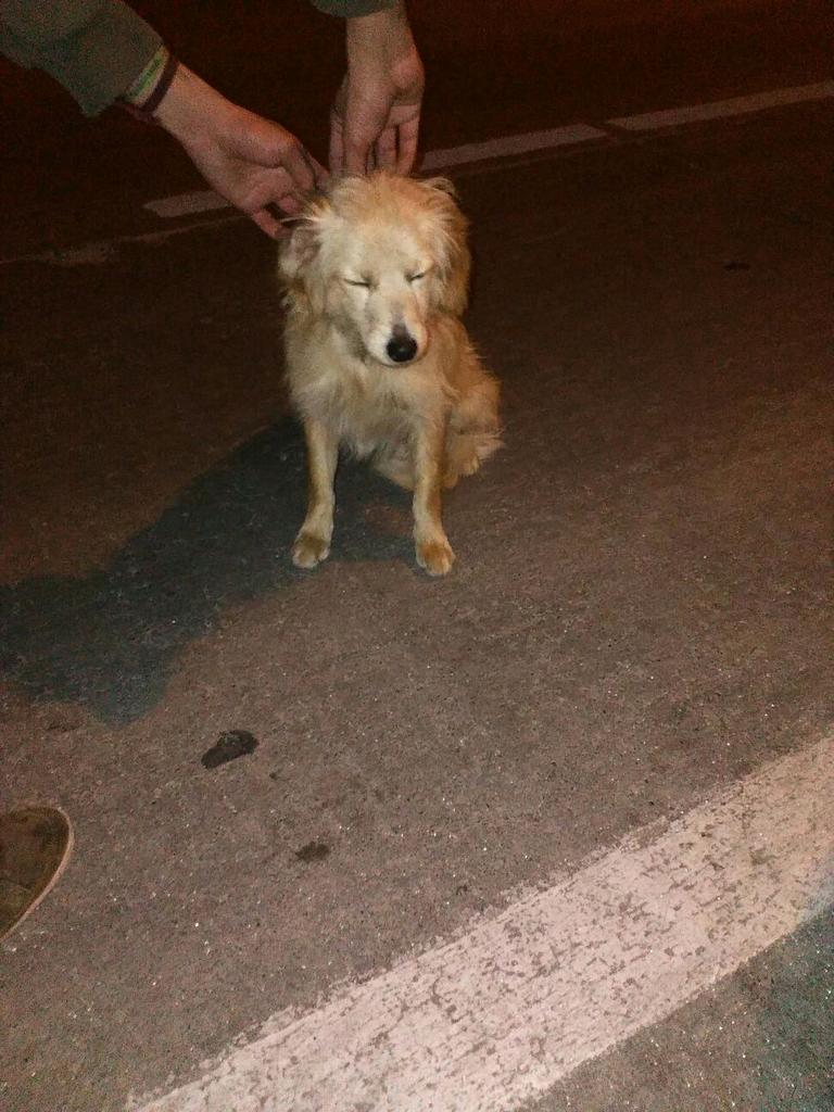 Buscando_aNicol's tweet photo. Este pequeño deambula perdido por Santa Victoria con Lira, en Santiago Centro. Posee un collar y pañuelin rojo. RT https://t.co/d4CrGP6e09