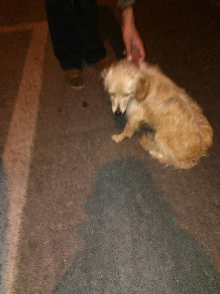 Buscando_aNicol's tweet photo. Este pequeño deambula perdido por Santa Victoria con Lira, en Santiago Centro. Posee un collar y pañuelin rojo. RT https://t.co/d4CrGP6e09
