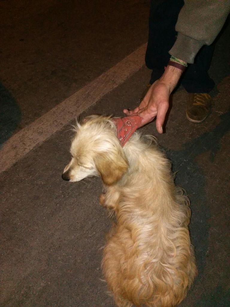 Buscando_aNicol's tweet photo. Este pequeño deambula perdido por Santa Victoria con Lira, en Santiago Centro. Posee un collar y pañuelin rojo. RT https://t.co/d4CrGP6e09