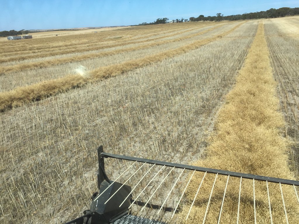 Hunty009's tweet photo. Stingray punching well above its weight #cheapseed #vetch2014 #residualN #lowinputs https://t.co/NfZ0JC3U5B