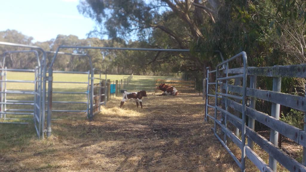 Paul Obriens at Barwon Downs. #calving #season. Great knowing where your food comes from! + the care given.