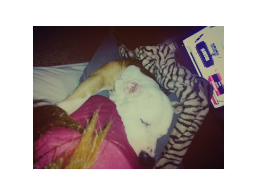 _baaarbi95's tweet photo. Con el es todo risas 🐶💜                   #22 #Americanpitbull #Masbonitonoleahi #tadoro https://t.co/DuDabUlZpP