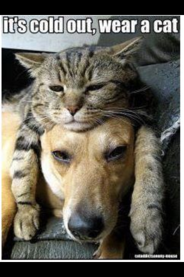 Happpy #NationalCatDay