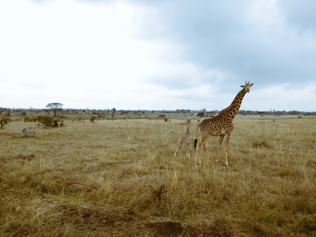 SeleneBrophy's tweet photo. @googleafrica 'trekking' in Nairobi National Park. #googleinnairobi https://t.co/LsbEhrPAiA