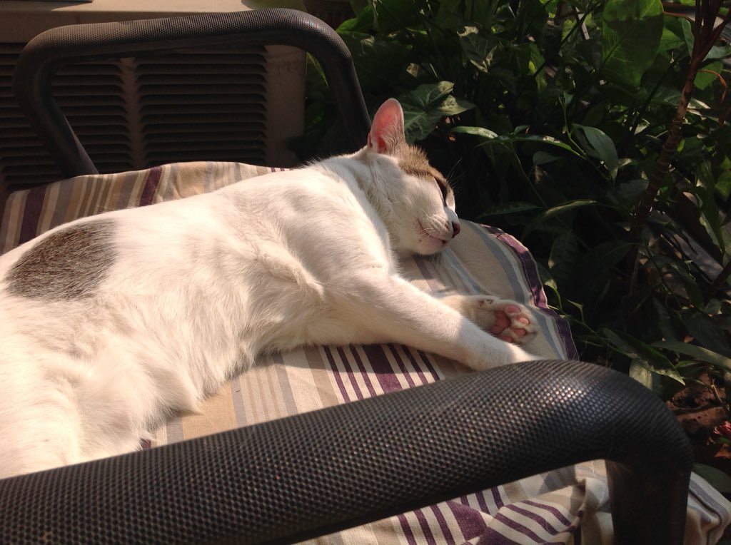 TaslimasCat's tweet photo. Having sunbath https://t.co/fWoAGrqi04