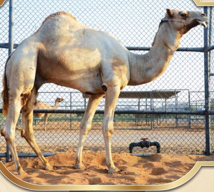 hajasn's tweet photo. [[ الشبابي ]] المملوك لهجن العاصفه https://t.co/DXhURKbEG3