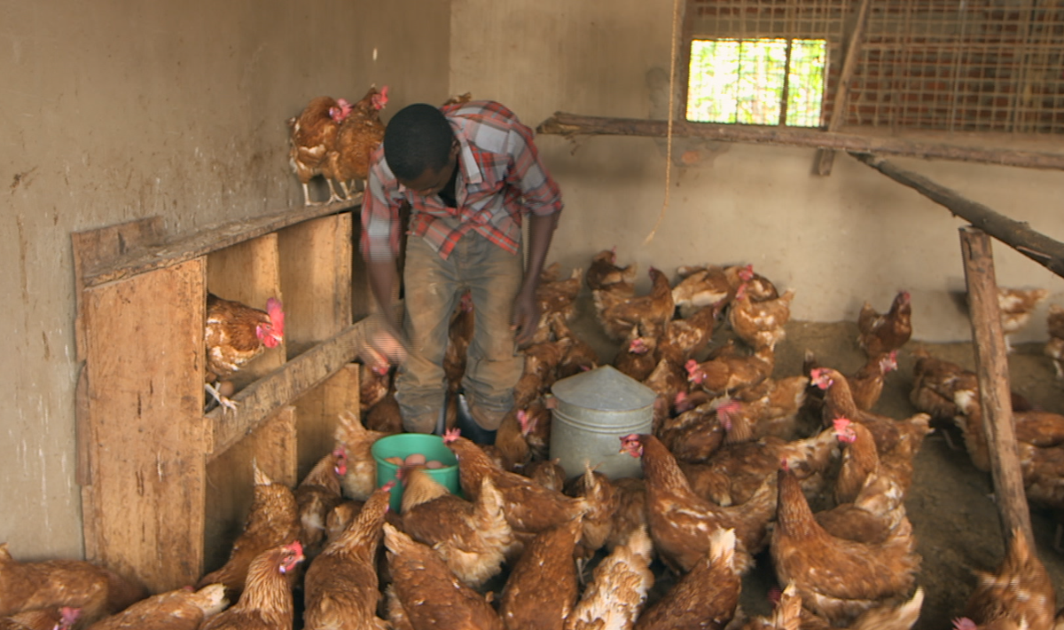theishamba's tweet photo. How much feed should you give to your #chicken layers?

120-140g Layers mash per bird per day(19 weeks onwards). https://t.co/hNSxa0PJiz