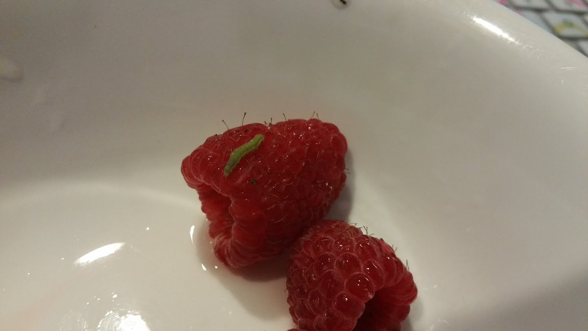 VanillaDreamCre's tweet image. found green worm in box of Driscoll raspberries @driscollsberry is this normal? #insectsinfood