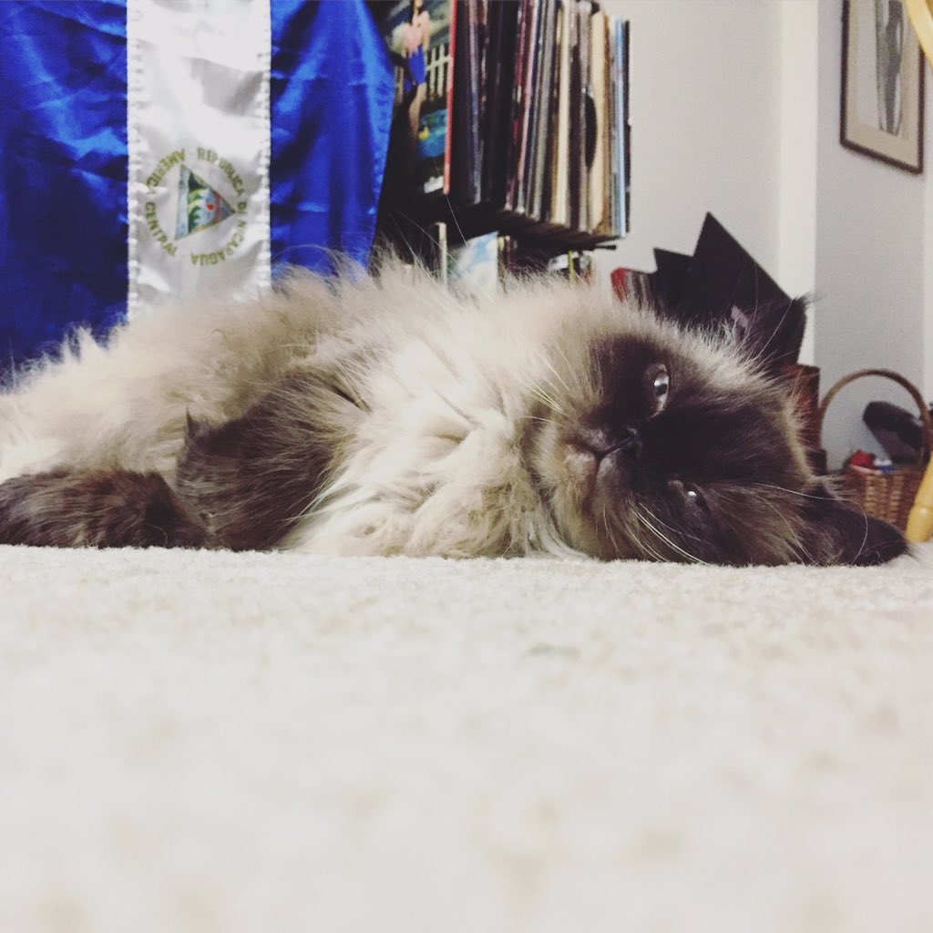 SmoreTheCat's tweet photo. At least it's almost the weekend #morningfeels #smore #cat https://t.co/Zu3UEcOJHN