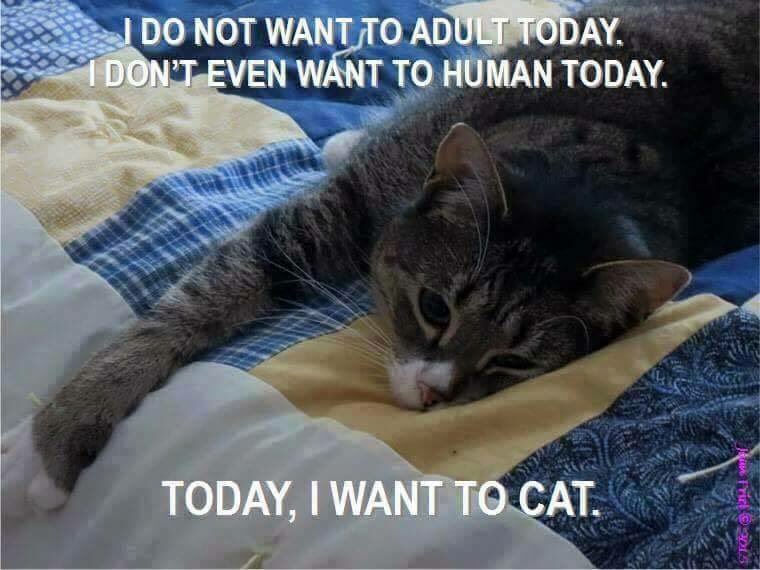 BreannaBever's tweet photo. This is me today. #BBevProblems https://t.co/x1vSf8mvMP