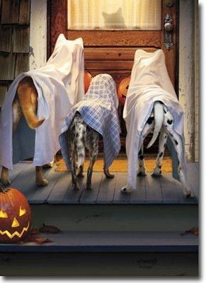 clairebarker's tweet photo. Little #witches, #wizards #ghosts and #ghouls welcome:  @ExeterLibrary tomorrow 11am #KnitbonePepper #ghostpets https://t.co/lTOVTQzhUw
