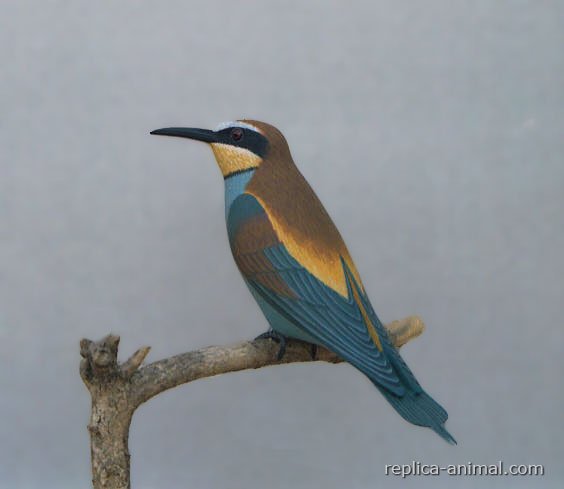 Próximamente en facebook.com/birdingnavarra/ llega concurso de fotografía #VolandoNavarra. Participa y gana este premio: