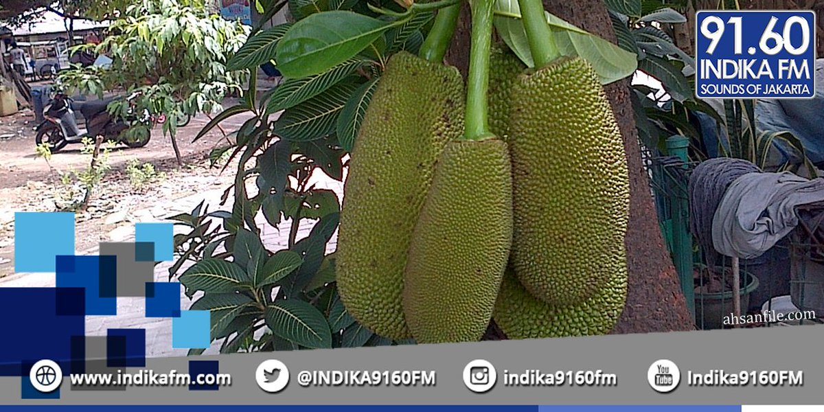 98 Koleksi Hantu Di Pohon Durian Gratis