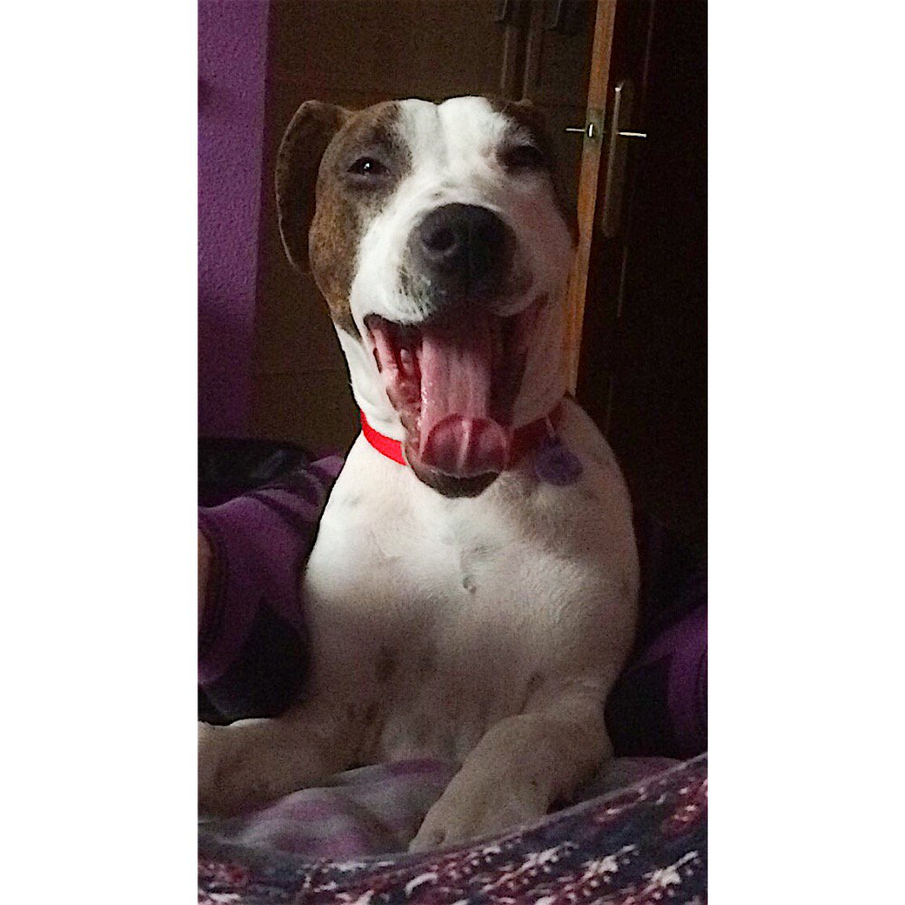 Buenos días con lo más bonito de mi vida!!!!🐕🐾😍❤️ #beba #Karma #indonditionalLOVE