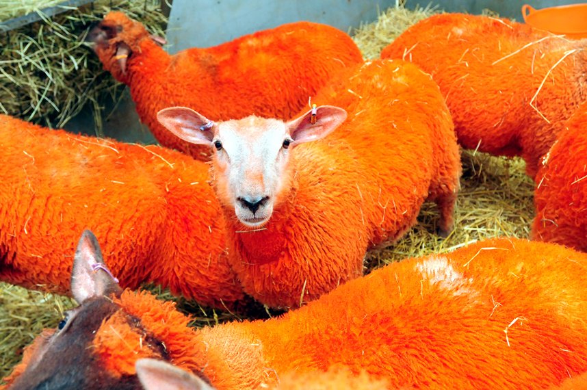 Orange sheep, zombies and vampires...here's a round-up of the best Halloween events in Essex ow.ly/TZjXe