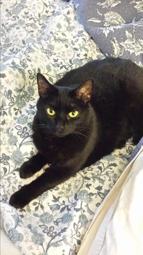 Chan_Rahan's tweet photo. @1005FreshRadio This is Leon. #FreshCats #NationalCatDay https://t.co/wNl8cuoSJf