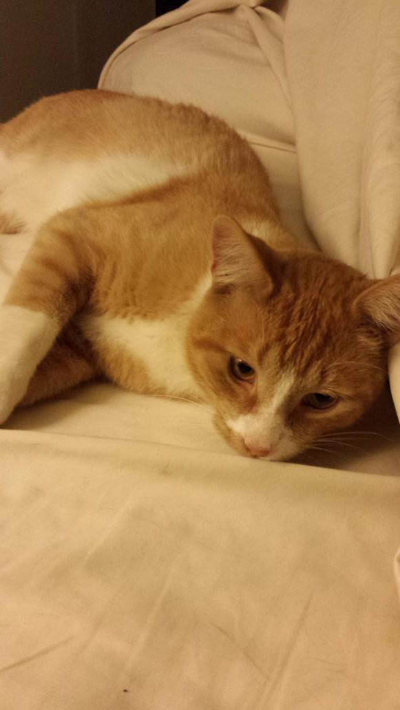 Chan_Rahan's tweet photo. @1005FreshRadio And this is Mr. Orange. #FreshCats #NationalCatDay https://t.co/KI7tw937bQ