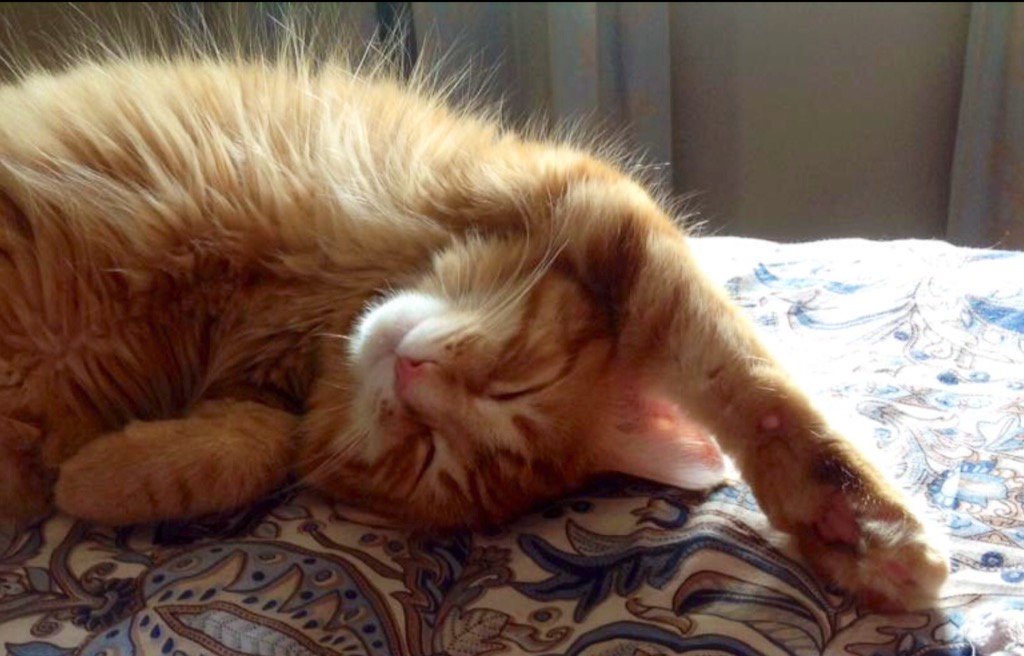 silviaferreri22's tweet photo. #freshcats @1005FreshRadio
B. U. D. D. Y
Ps....I would love a basket of kittens to play with at work! https://t.co/gMJHk3gnMH