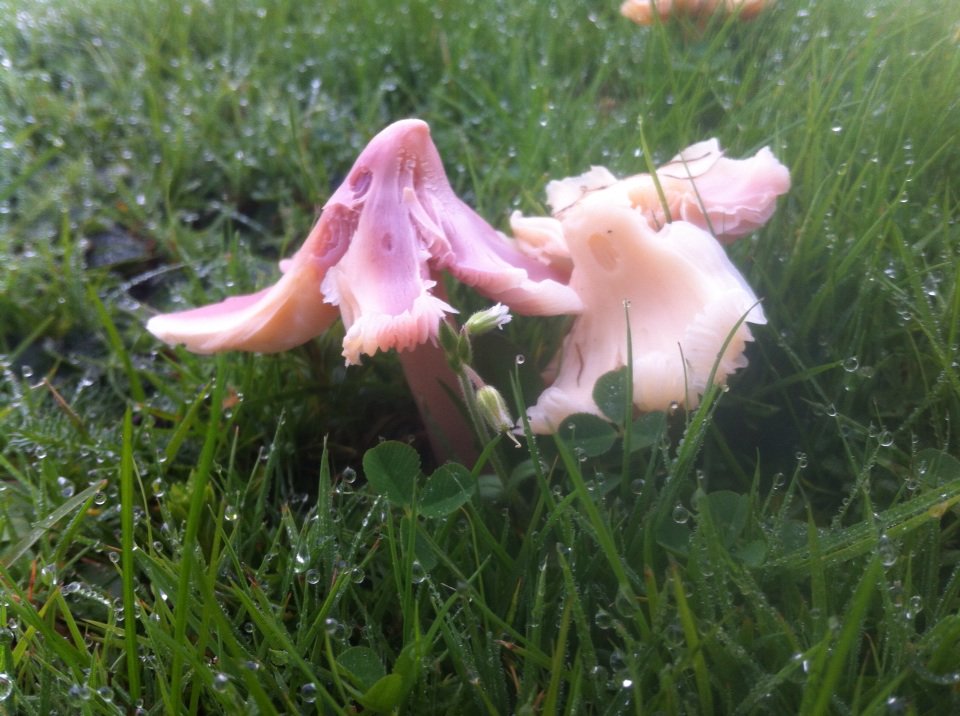 MushroomTable's tweet photo. First time I've found Hygrocybe calyptriformis on my local wax cap grassland. #reddatalist https://t.co/4Rxlh6Va6N