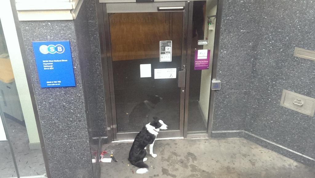 macfarisla's tweet photo. It's okay little friend, your owner's probably getting money to buy you nom and toys #dogs #leftoutside https://t.co/4lokPaWTLc