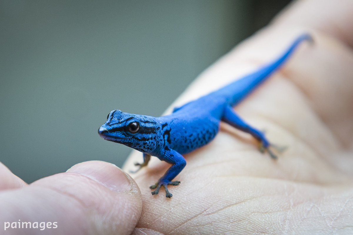 An electric blue gecko at Bristol Zoo. More than 100 were smuggled into