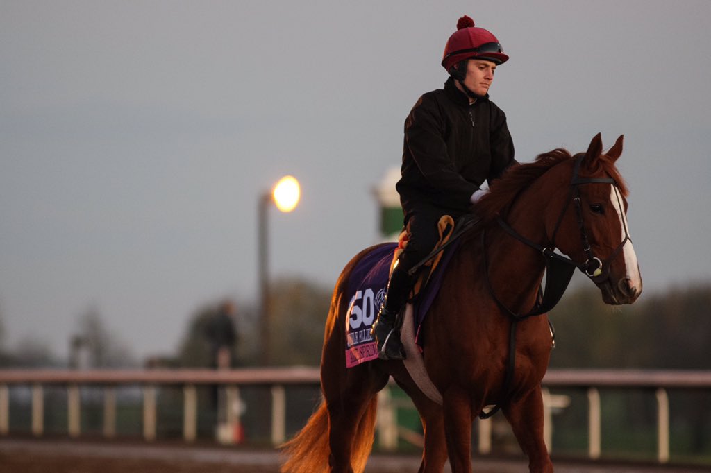 Racing_Pics's tweet photo. Alice Springs enjoying the sunshine @keeneland this morning @BreedersCup @theTDN @RacingFMLive @the_racehour https://t.co/hflBegkFqk