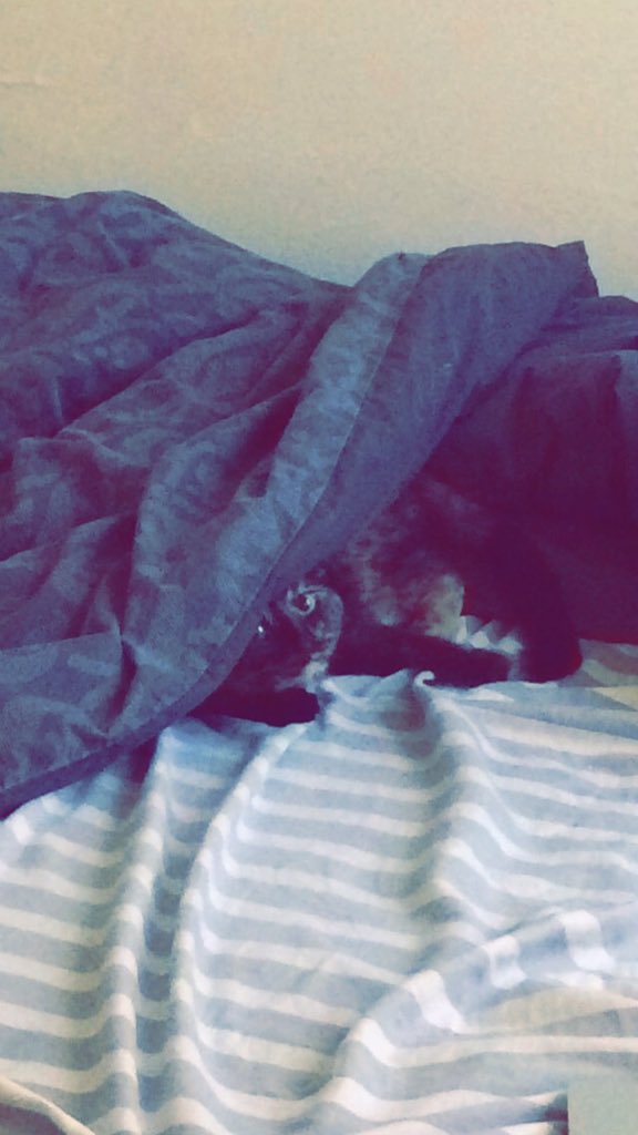 MichaelaJayneS's tweet photo. Omg it's #NationalCatDay and Louise has no idea! I'll tell her later.😻😻😻 https://t.co/NIvRqDViji