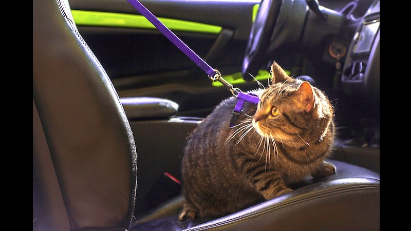 someecards's tweet photo. In honor of #NationalCatDay, Uber will deliver kittens to you right meow. https://t.co/KQvekyX4B0 https://t.co/fJBB1PJVj6