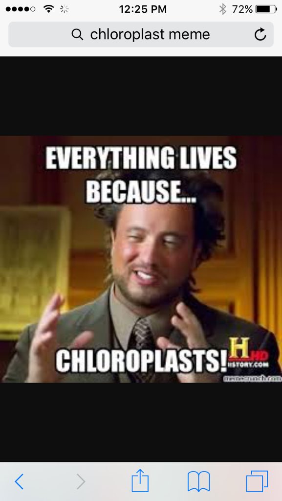 MrsChloraplast's tweet photo. #organellewars https://t.co/z4uMOxSLP8