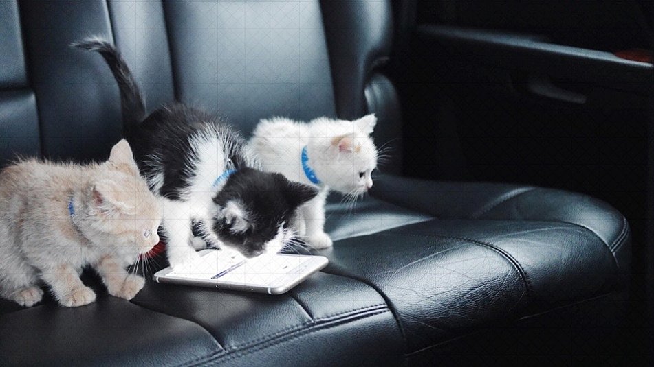 MPRnews's tweet photo. From 11 a.m.-3 p.m. today only | Uber to deliver kittens on demand in Twin Cities https://t.co/vL3C3WzpsS https://t.co/nFfSLLaMN0
