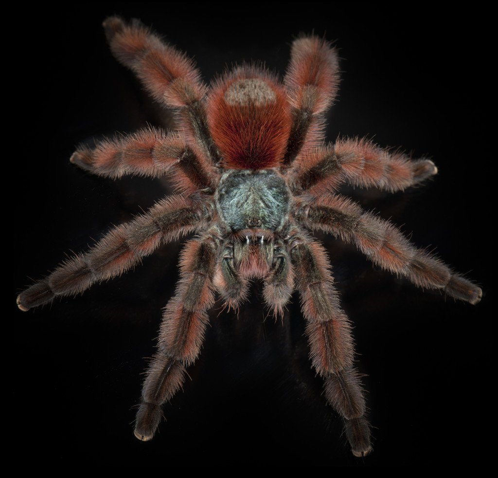 WIRED's tweet photo. Glamour shots show a whole new side of spiders https://t.co/p53cHvcH6x https://t.co/Ygc4B0GDNV