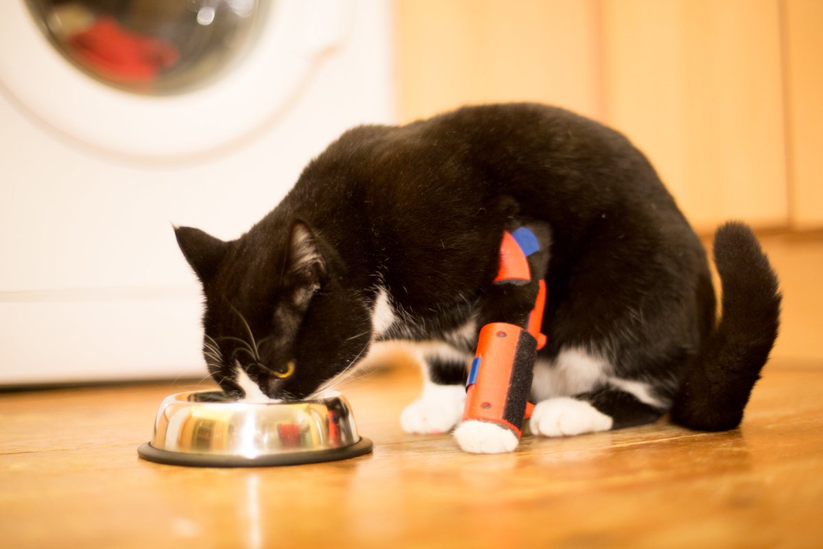 Pet owner makes 3dprinted leg brace for injured cat