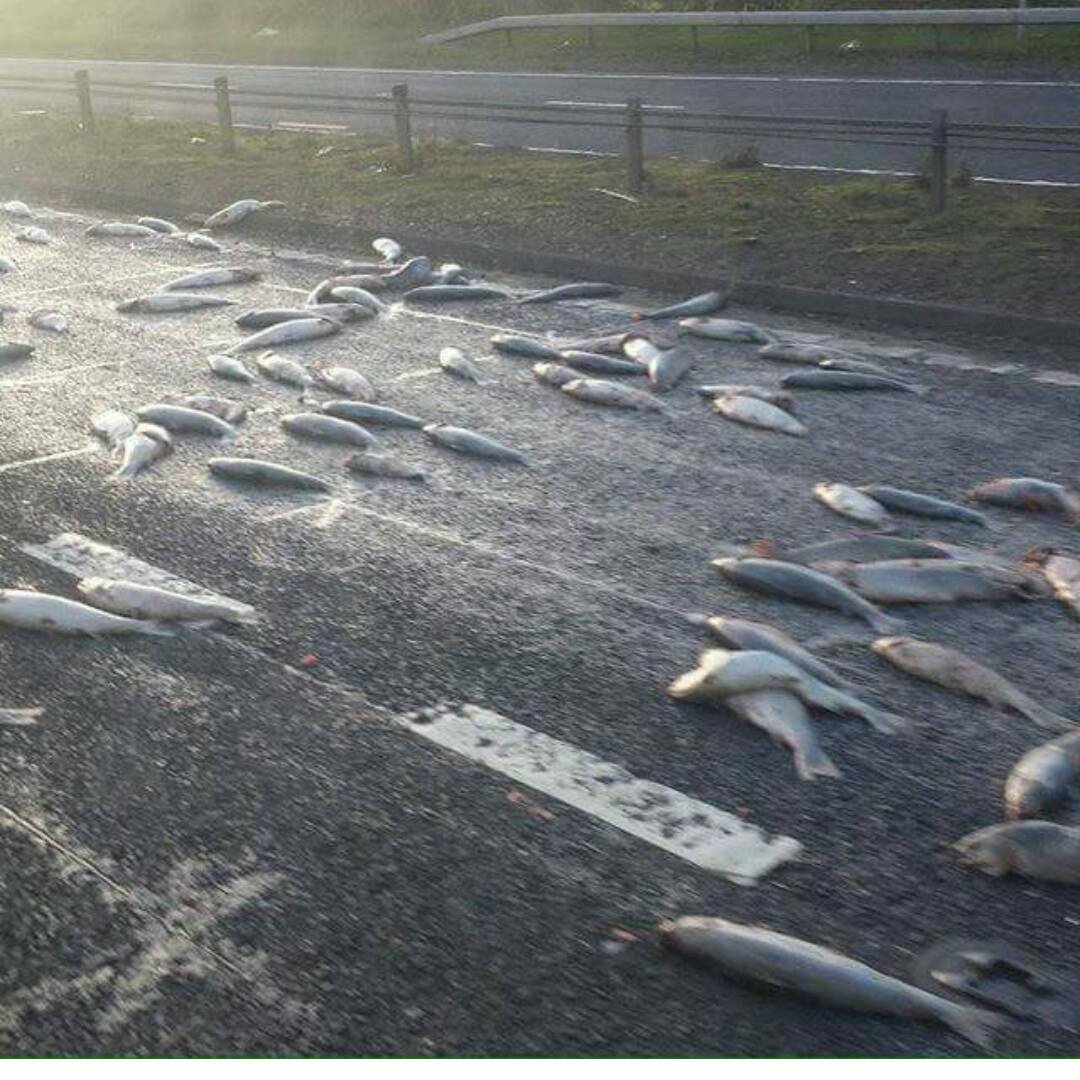 BBCScotland's tweet photo. Wrong plaice at the wrong time... we've just been sent this pic of the A737 near Kilbarchan. @BBCScotlandNews https://t.co/ufJsvjygJa