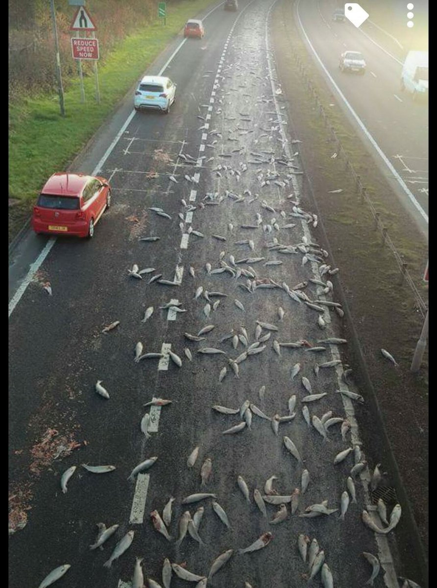 BBCScotland's tweet photo. Wrong plaice at the wrong time... we've just been sent this pic of the A737 near Kilbarchan. @BBCScotlandNews https://t.co/ufJsvjygJa