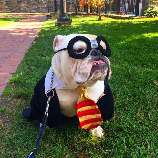 GeorgetownJack's tweet photo. #ThrowbackThursday: Some of Jack's best #HoyaHalloween costumes from 2014! 🎃🐶 #TBT https://t.co/UNh3QvU4vV