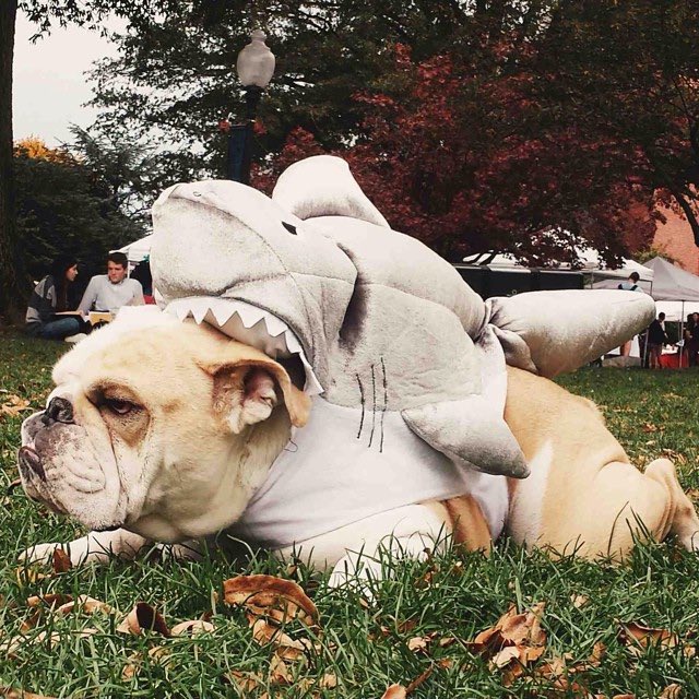 GeorgetownJack's tweet photo. #ThrowbackThursday: Some of Jack's best #HoyaHalloween costumes from 2014! 🎃🐶 #TBT https://t.co/UNh3QvU4vV