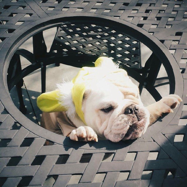 GeorgetownJack's tweet photo. #ThrowbackThursday: Some of Jack's best #HoyaHalloween costumes from 2014! 🎃🐶 #TBT https://t.co/UNh3QvU4vV