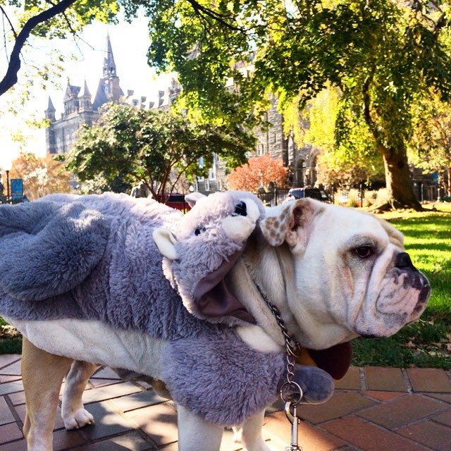 GeorgetownJack's tweet photo. #ThrowbackThursday: Some of Jack's best #HoyaHalloween costumes from 2014! 🎃🐶 #TBT https://t.co/UNh3QvU4vV