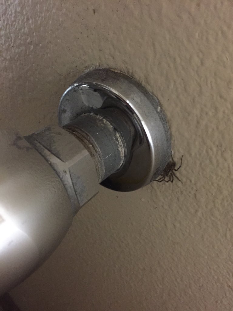 4KelseyAnderson's tweet photo. This creepy crawler is causing quite the commotion at the station... #ToKillOrNotToKill is the ? #Connect2KBOI https://t.co/TWZ3B48f8X