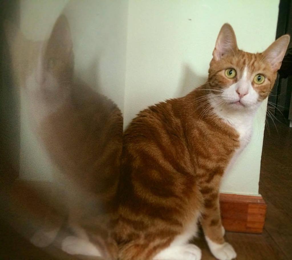 Happy #NationalCatDay starring Willie Nelson. #notarealholiday  jeremyhainesnyc.com/2015/10/29/hap…