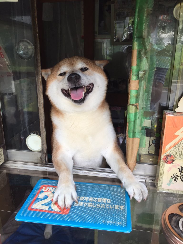 お疲れさま たばこ屋さんの看板犬シバくんから大事なお知らせです Fundo