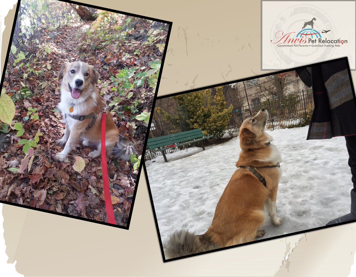 anvisinc's tweet photo. #AnvisPetRelocation #NewYork #Delhi #UnitedAirlines #RescueDog #ESA #CommittedPetParents #GratifiedTrailingPets https://t.co/tg6BOQdLYX