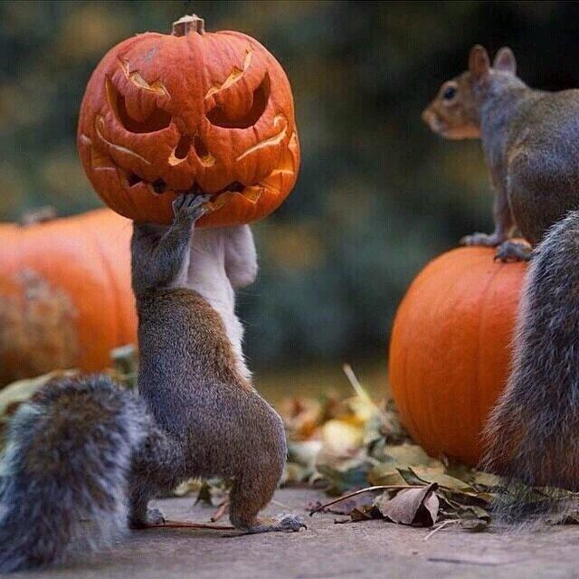 Sheugs's tweet photo. Yep
Getting into the Groove
#ScaryThing

@SamsSecretAlias @barbaramills1 @LaurelSchuett @sarahjaswim @OutlandishLove https://t.co/QNMgeqt6fm