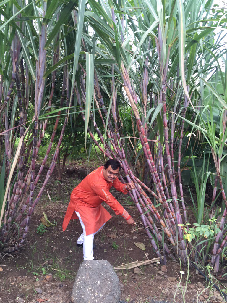 SureshChavhanke's tweet photo. . @RoflGandhi_ #Vote4Sugarcane because it's belong to Farmer brothers vs church supporter #StopPepsi-Coke https://t.co/RfsBRiUVlc
