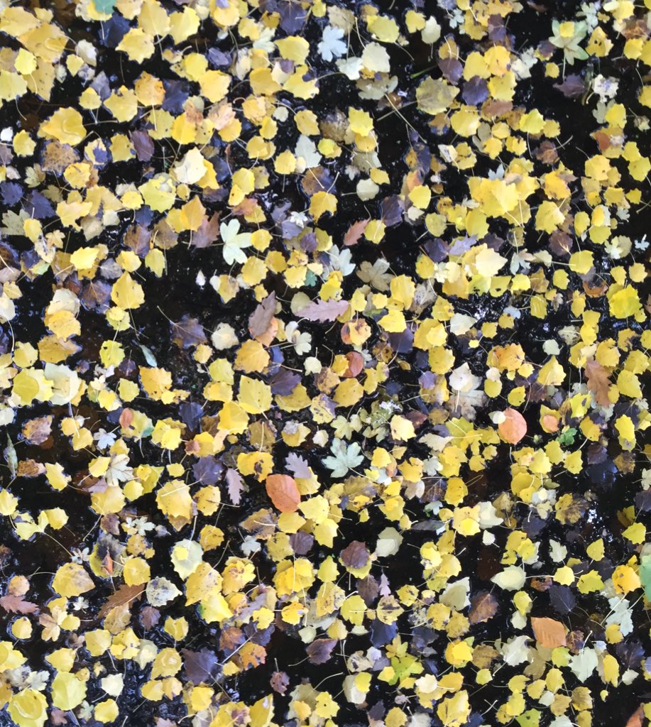 Beautifull #autumn at Flevopark