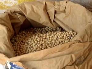 GloboRural's tweet photo. Em MS, alguns municípios venderam mais de 40% da nova safra de soja https://t.co/pBT49BoFbK https://t.co/yJtrKxLxTZ