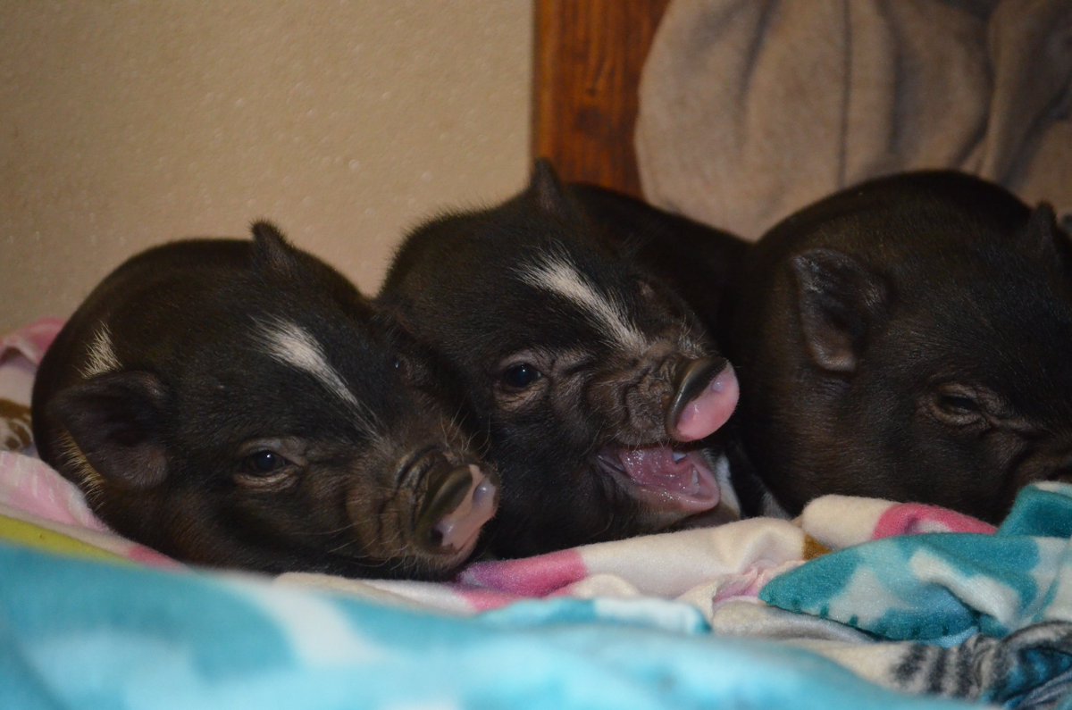 RossMillFarm's tweet photo. Stop crowding me!  #piglets #pigsinablanket #love #bed #sleepytime #adorable #pigs #farm #petpigs #threelittlepigs https://t.co/d6TeNnjwEl